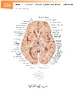 Sobotta Atlas of Human Anatomy  Head,Neck,Upper Limb Volume1 2006, page 341